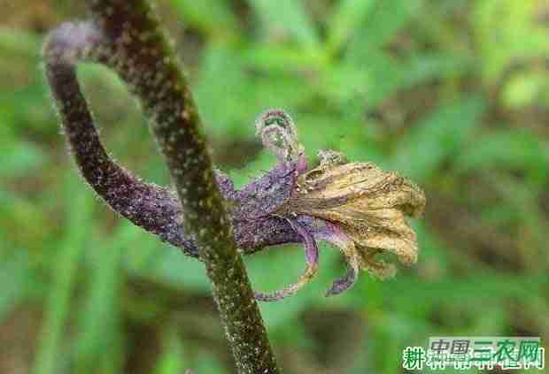 茄子花腐病如何防治(茄子花腐病如何防治呢)